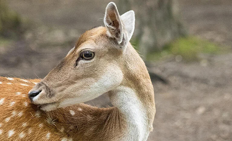 Deer (Gentleness and Compassion)