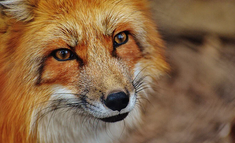 Fox (Adaptability and Cunning)