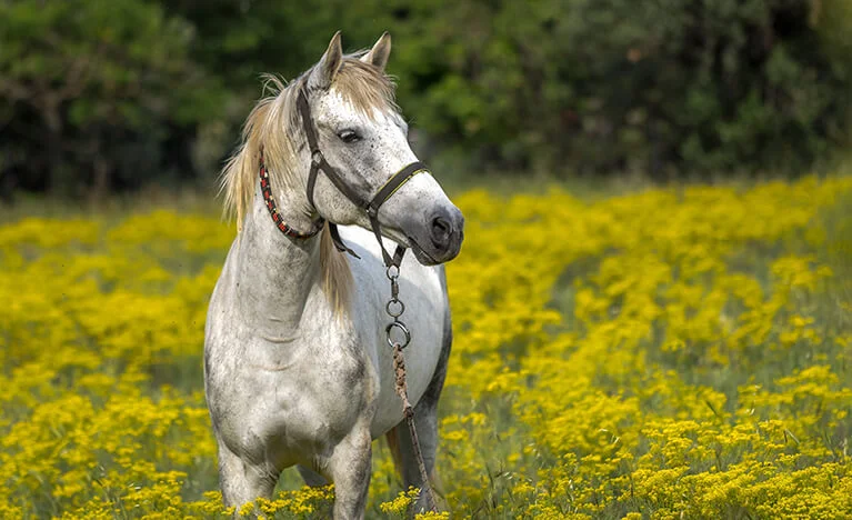 Horse (Freedom and Endurance)