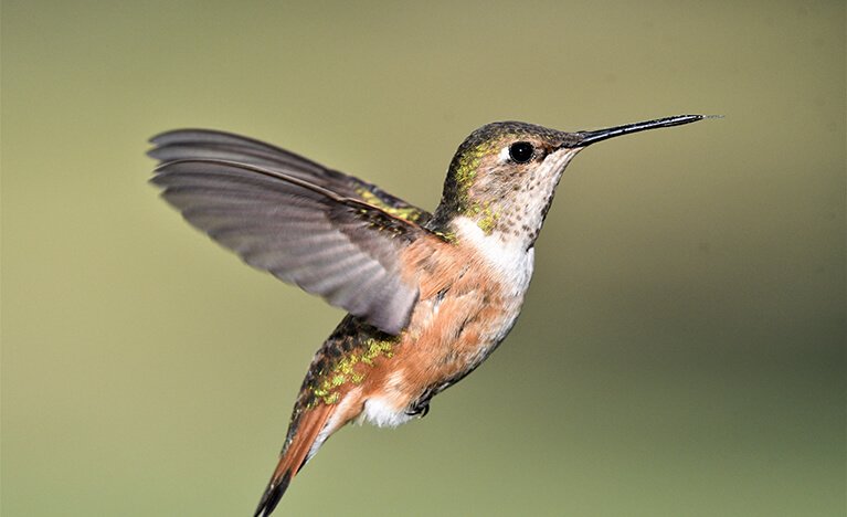 Hummingbird (Optimism and Resilience)