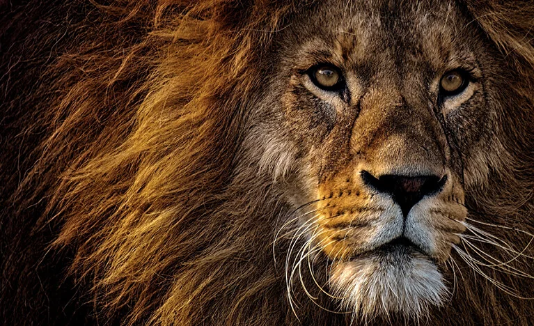 Lion (Strength and Leadership)