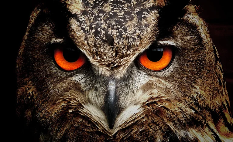 Owl (Wisdom and Intuition)