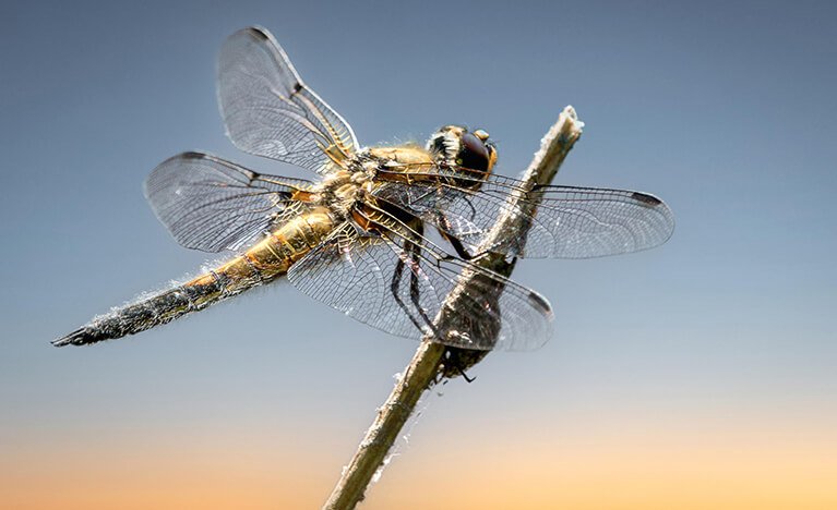 Dragonfly (Lightness and Adaptability)